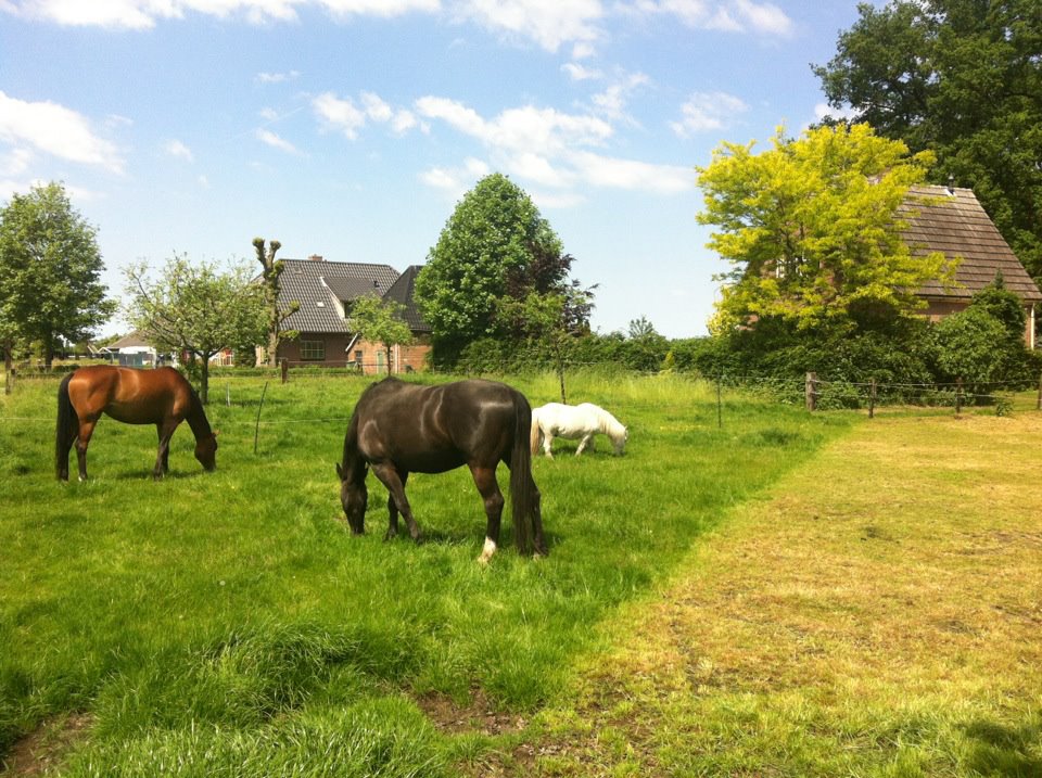 Je bekijkt nu Strookbegrazing