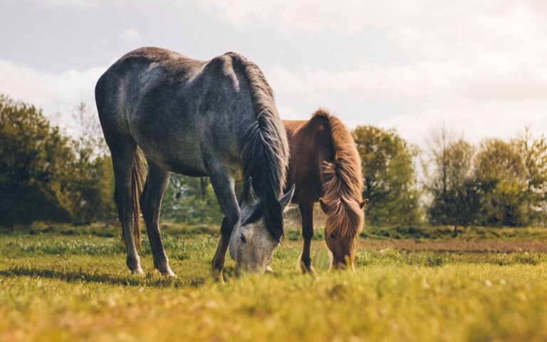 Lees meer over het artikel Gaat je paard naar een nieuwe stal? Denk hier dan aan!