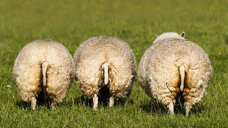 Je bekijkt nu Andere grazers op de weide